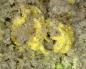 Preview: Alwilkinsite-(Y)